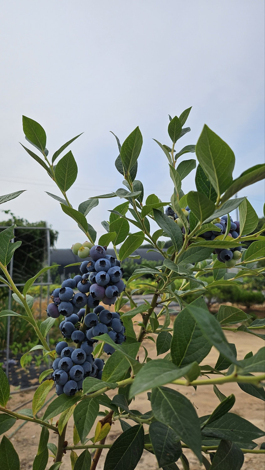 Clusters of ripe blueberries on the bush