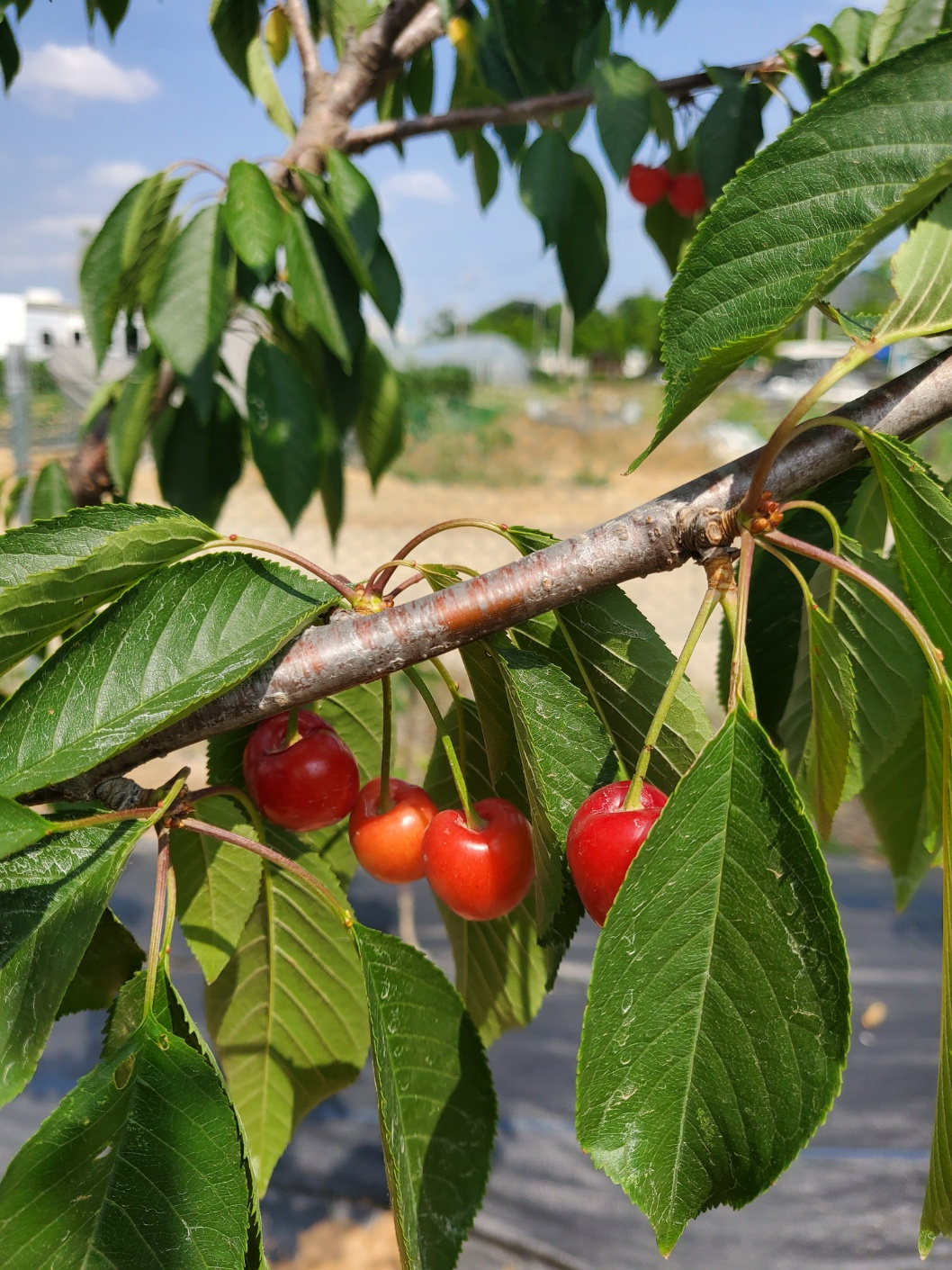 Ripe red cherries on a farm tree