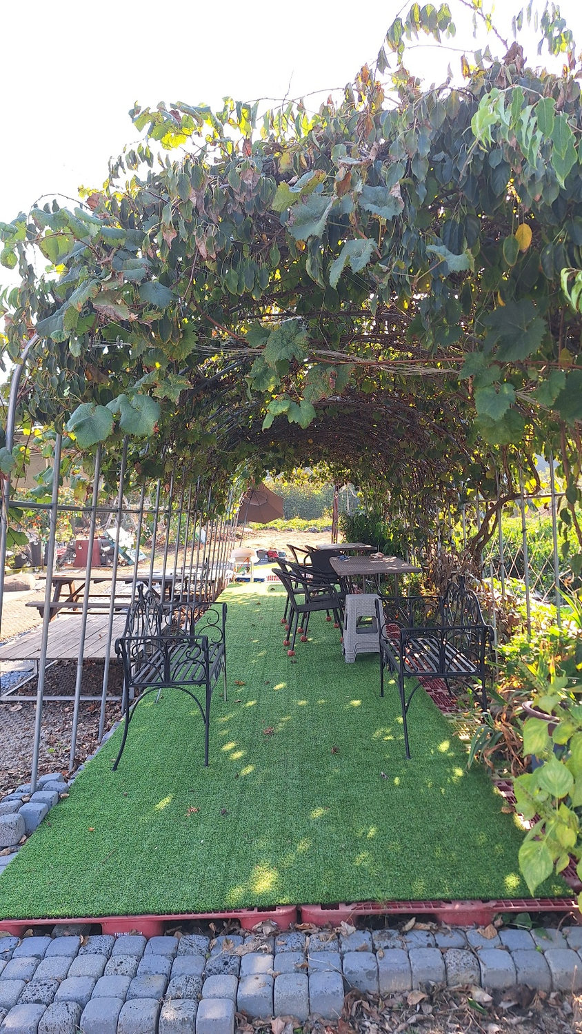 Leafy shaded seating area