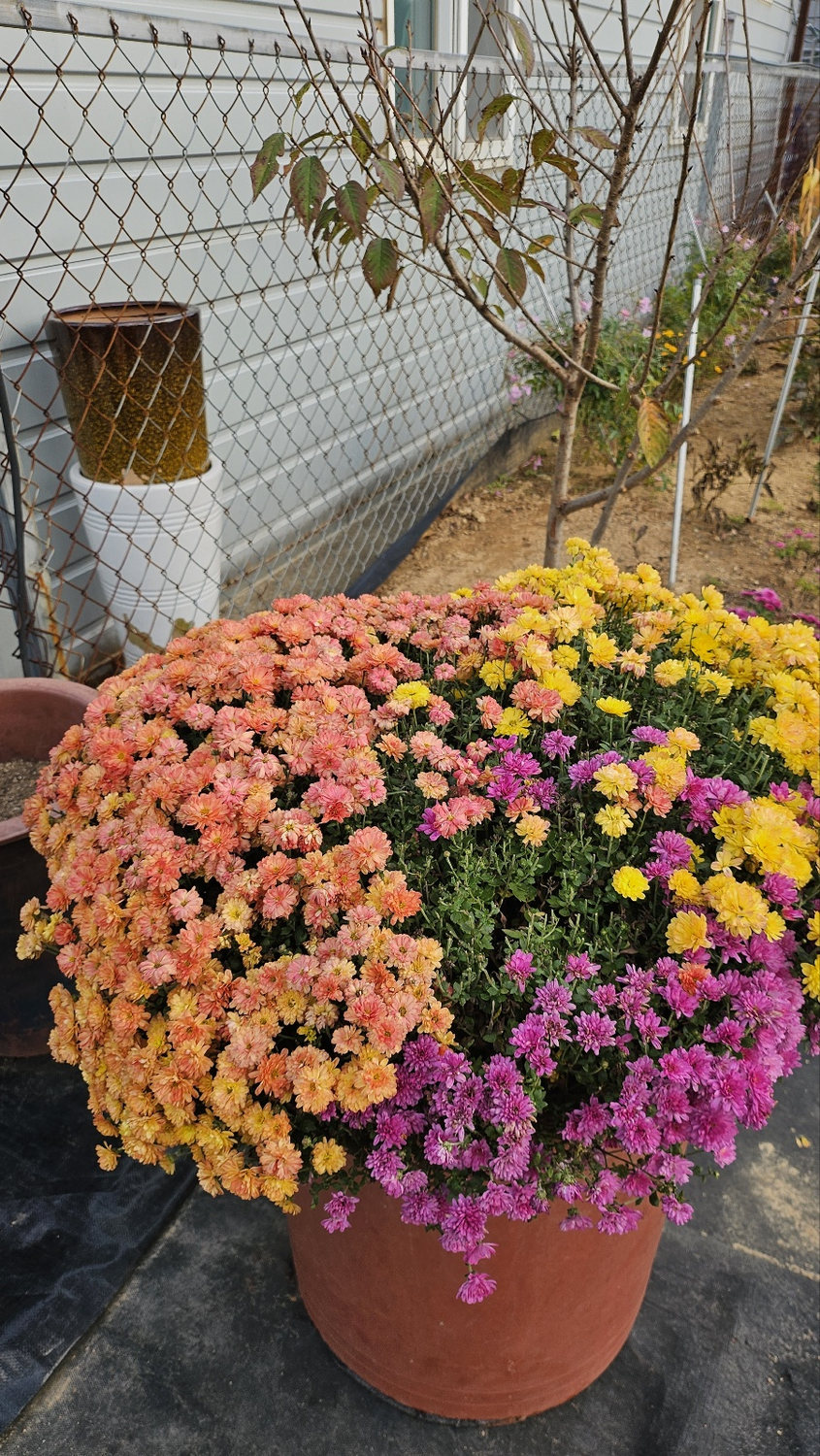 Chrysanthemums and potted flowers grown on the farm