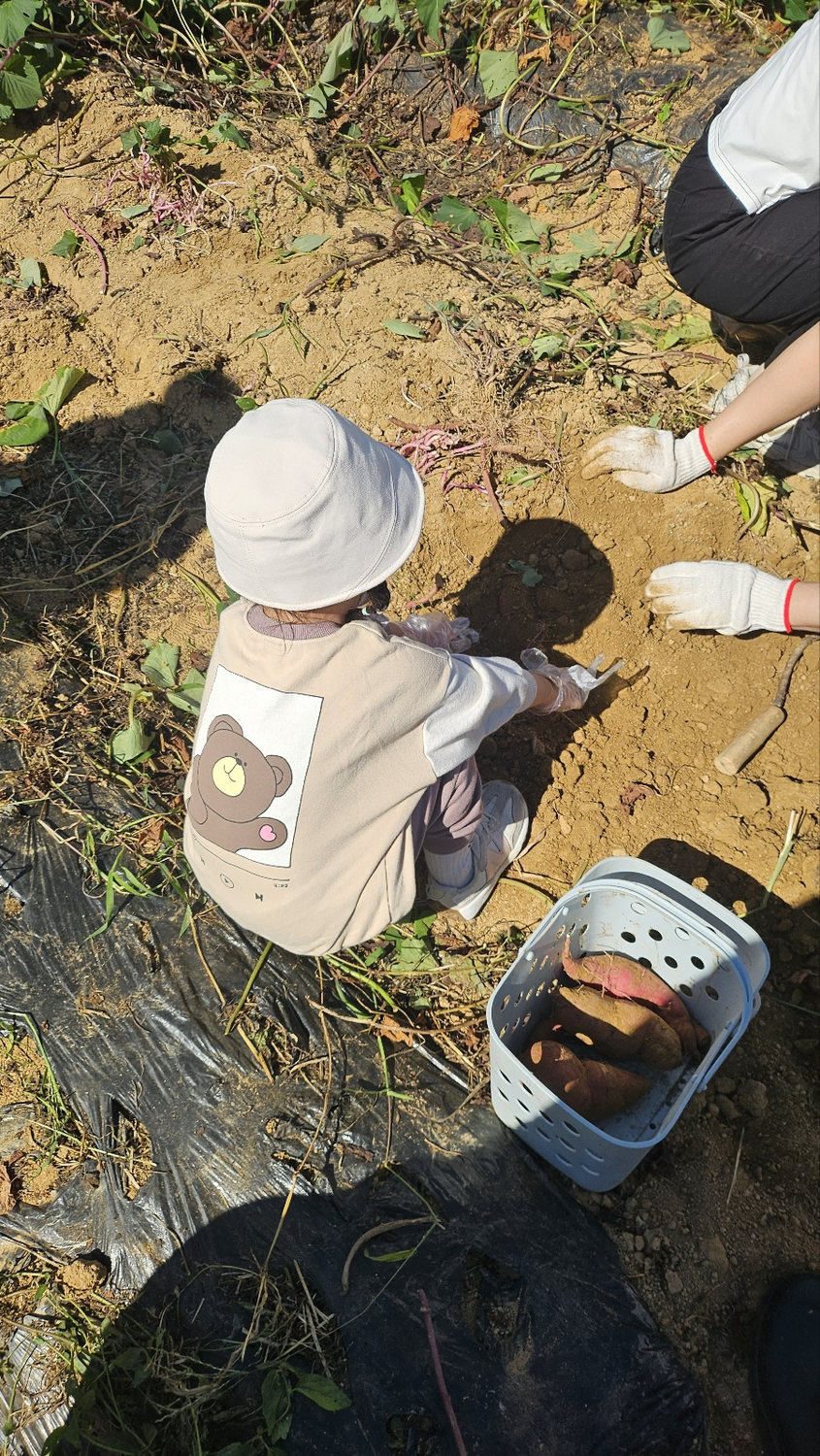 직접 캔 고구마를 바구니에 담은 아이의 모습