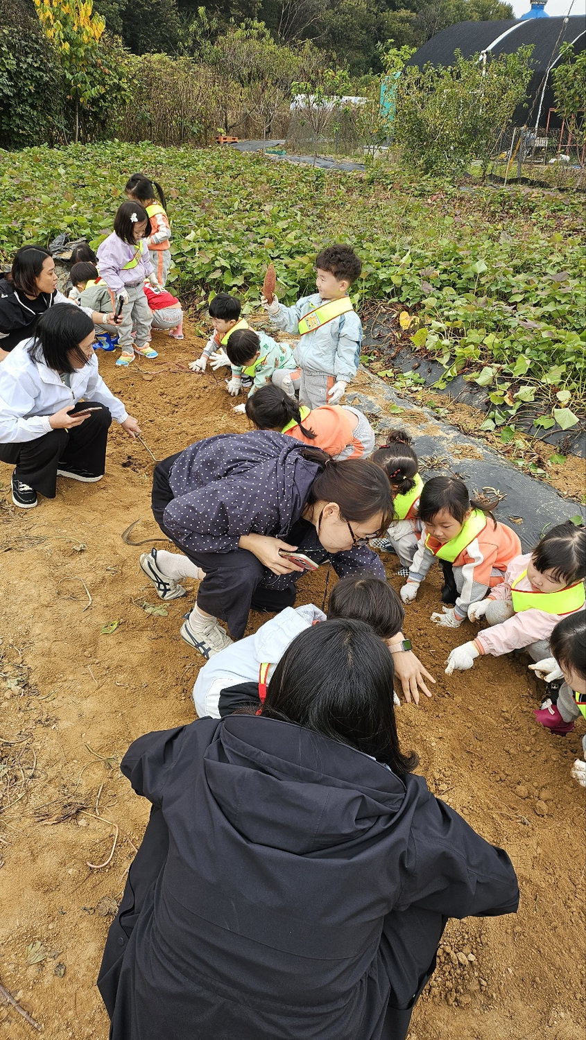 Family harvesting sweet potatoes at Nongbune Gotgan in Gimpo