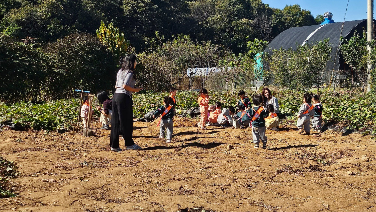 Nursery group harvesting sweet potatoes at the farm