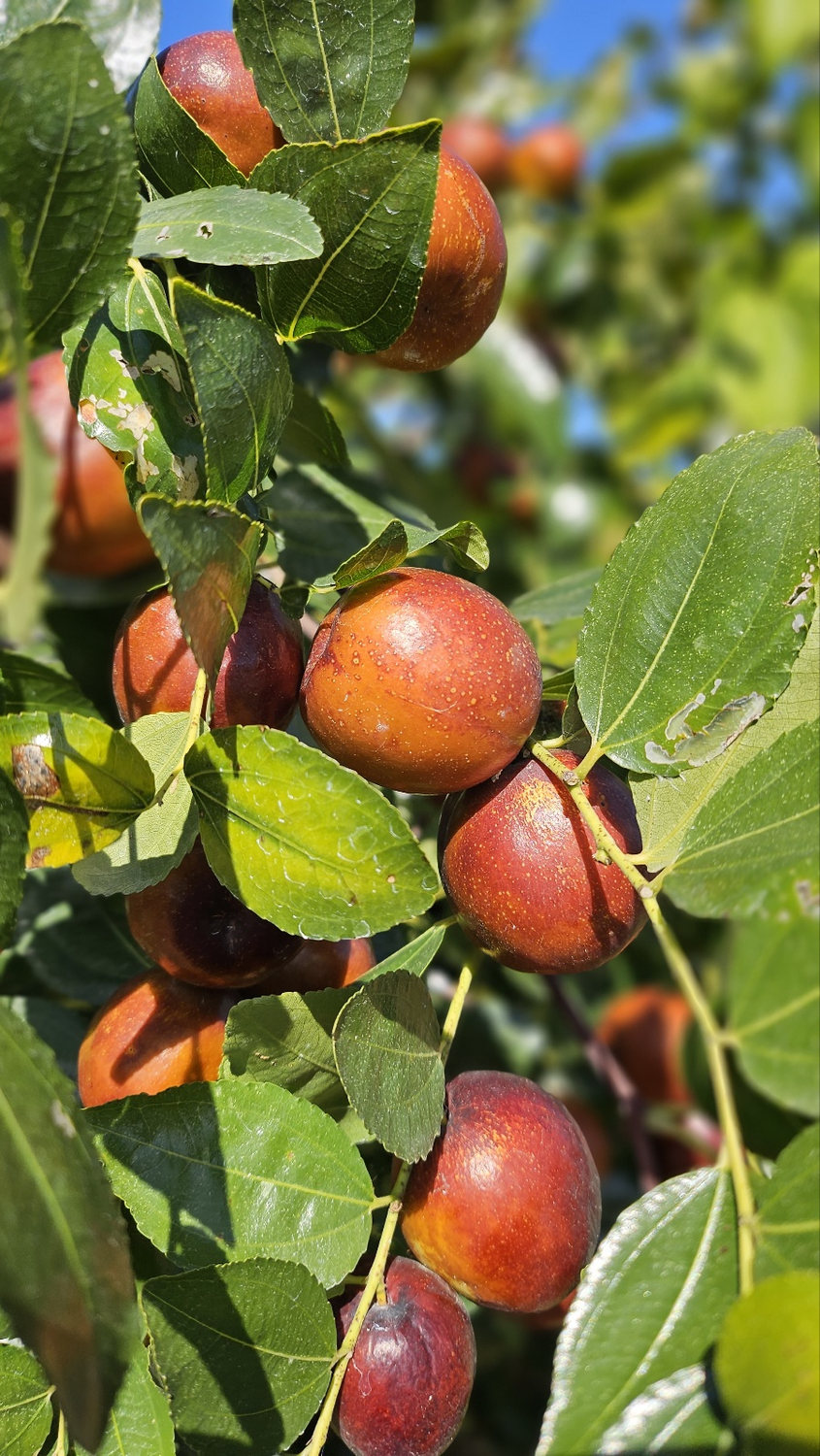 Close-up of ripe red apple jujubes
