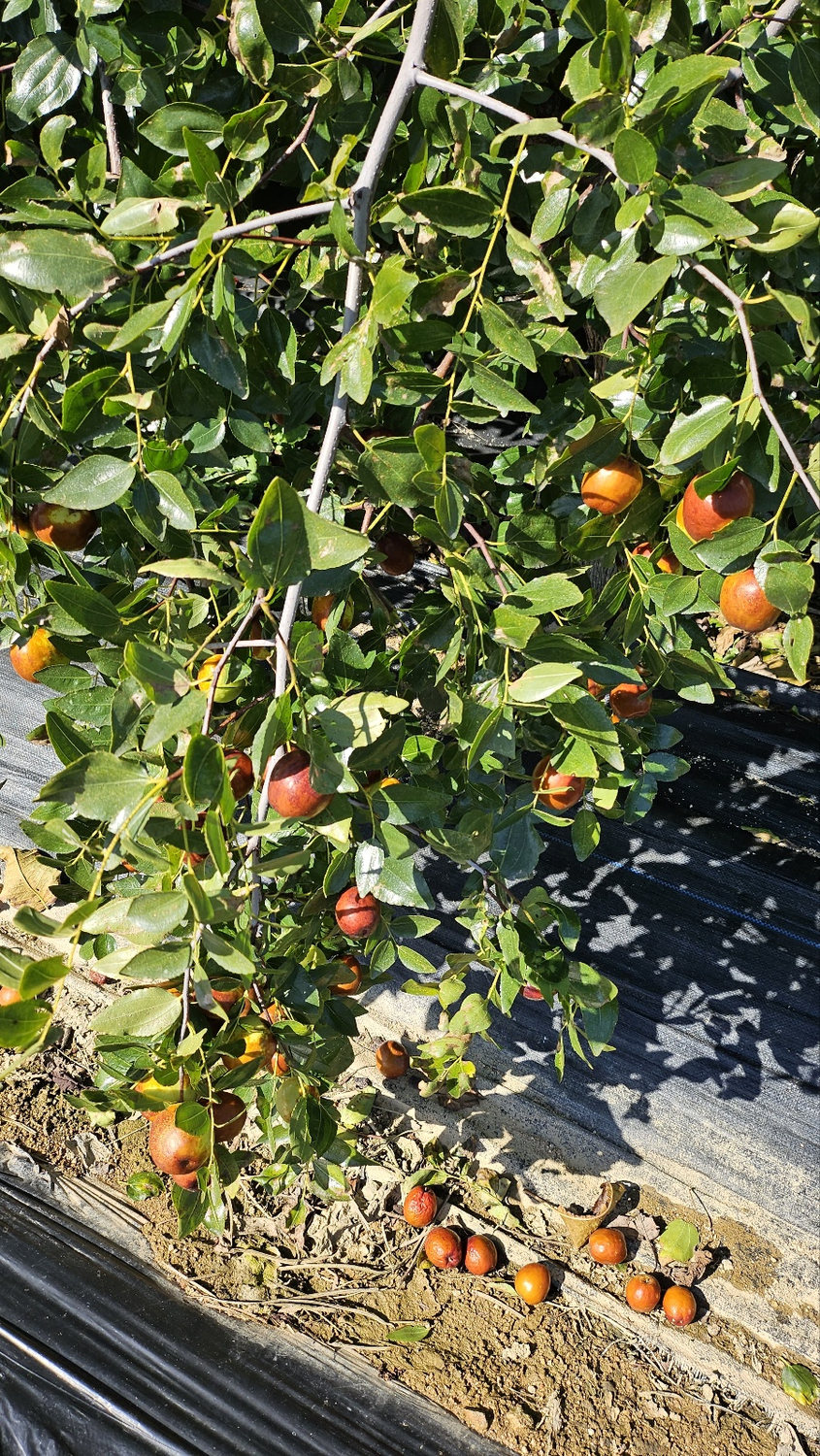 Apple jujubes ripening on a branch