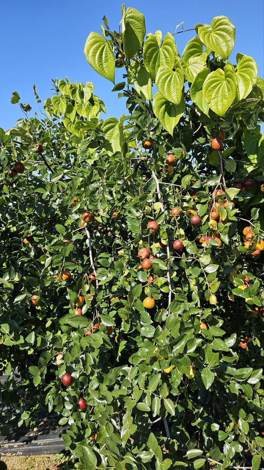 Vegetable garden with apple jujube trees