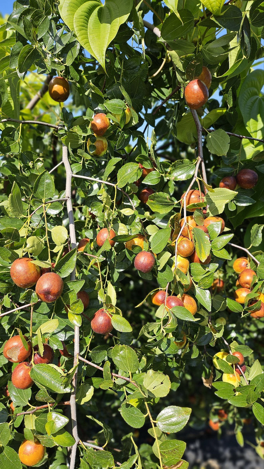 Apple jujubes growing abundantly on the tree