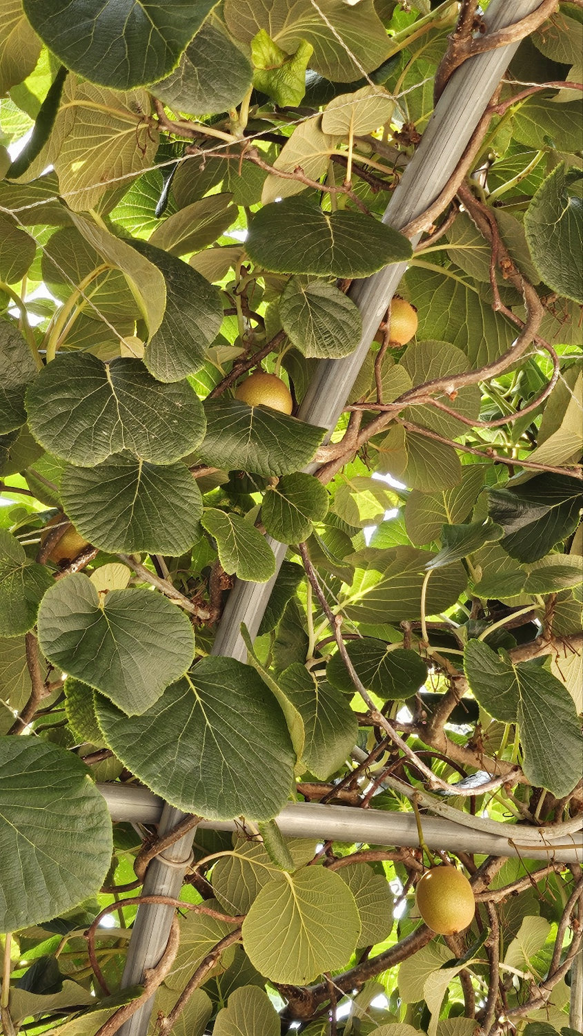 Kiwi fruit growing beneath leafy vines