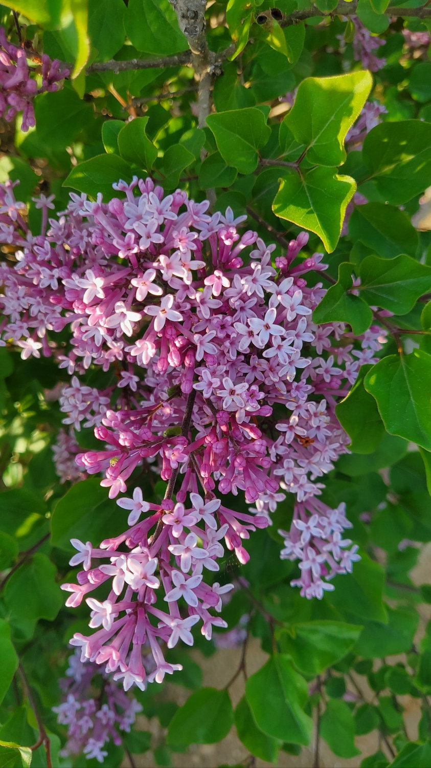 Light purple flowers in the garden