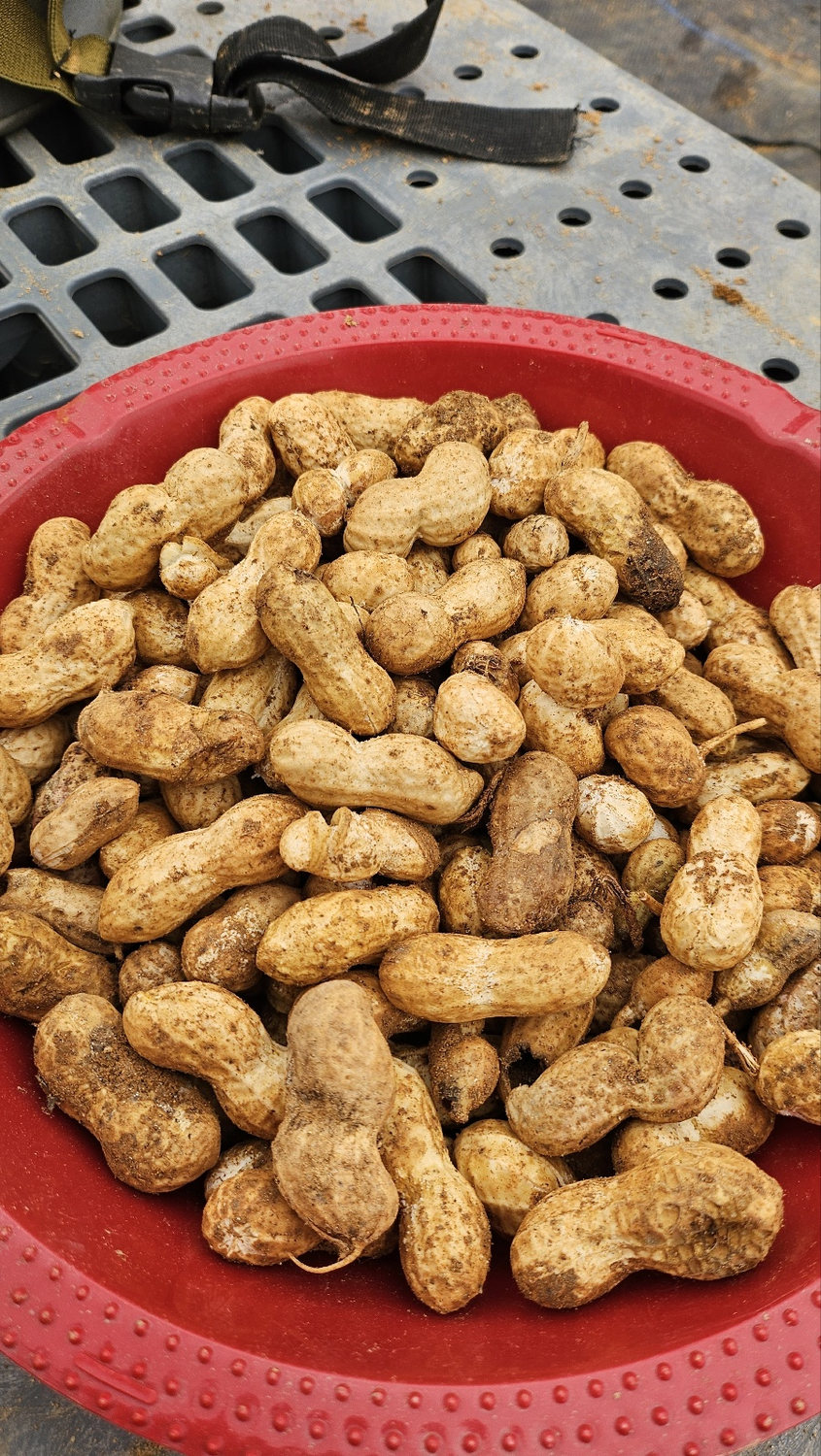 Freshly harvested peanuts in a red basket