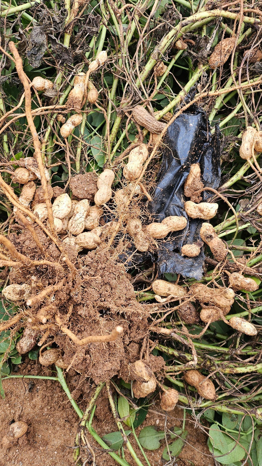 Peanut pods attached to roots and stems