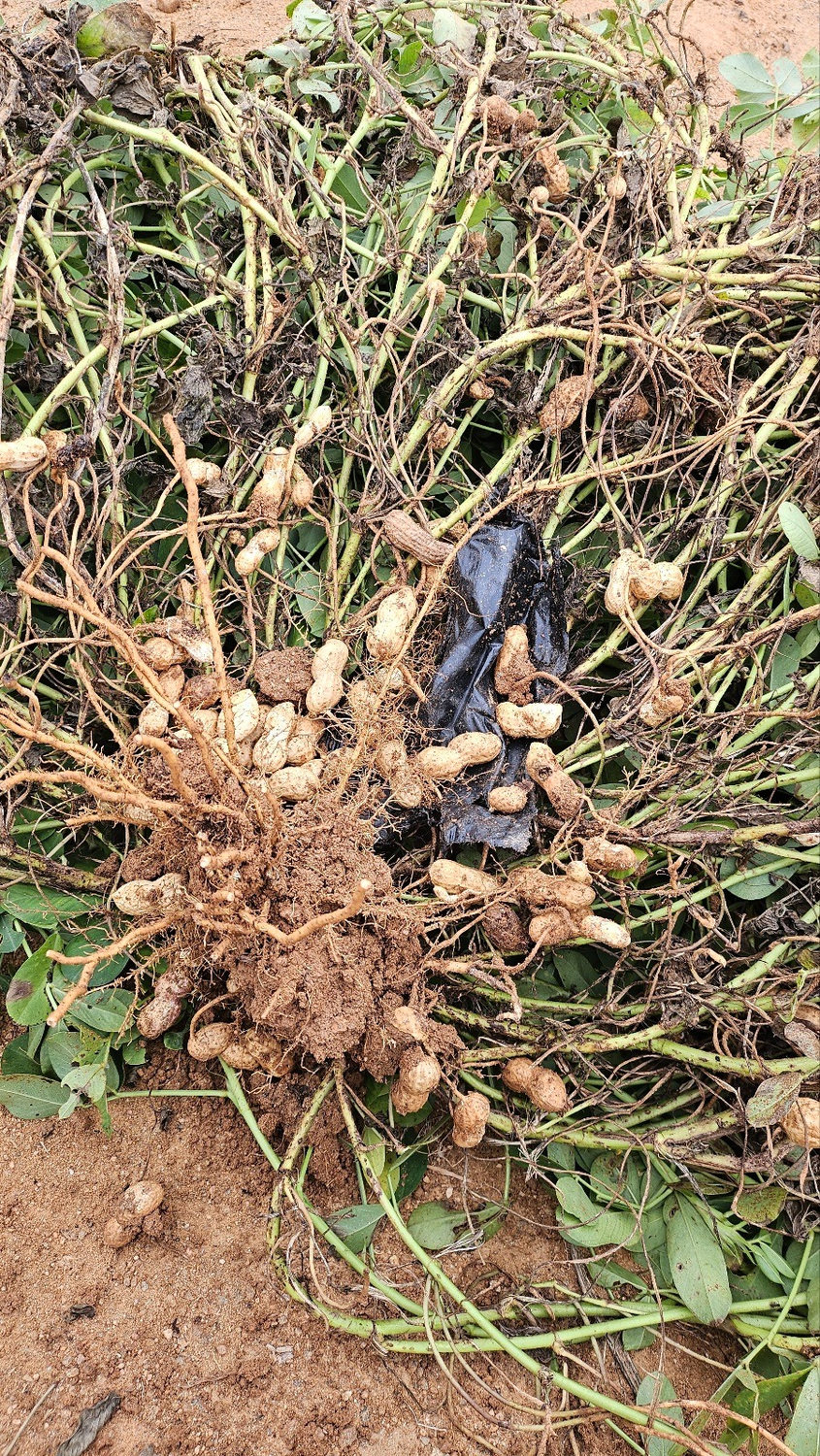Harvested peanut roots and vines