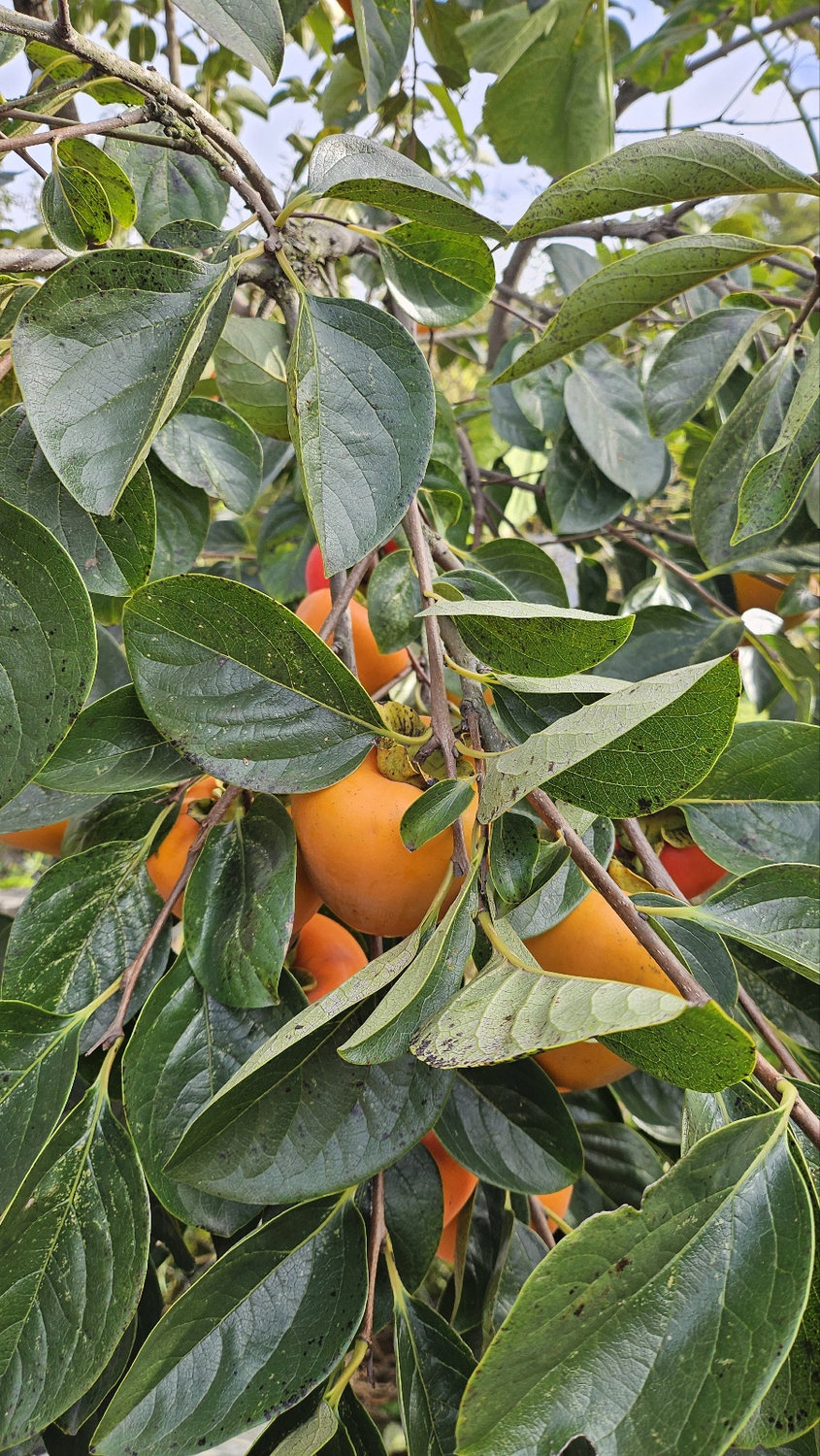 Orange persimmons hanging from a branch