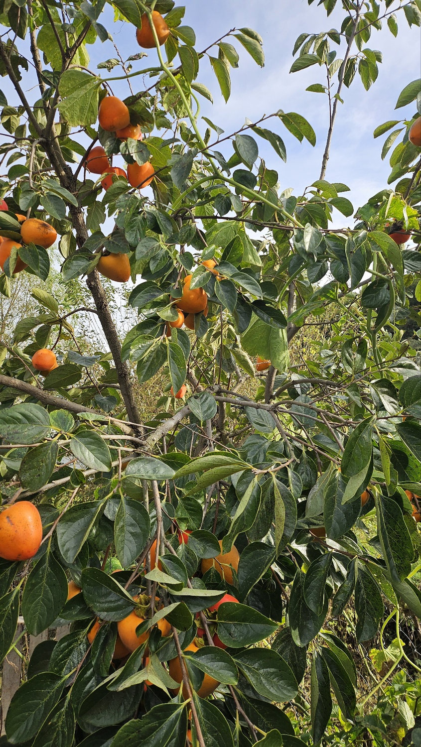 Garden with ripening persimmons