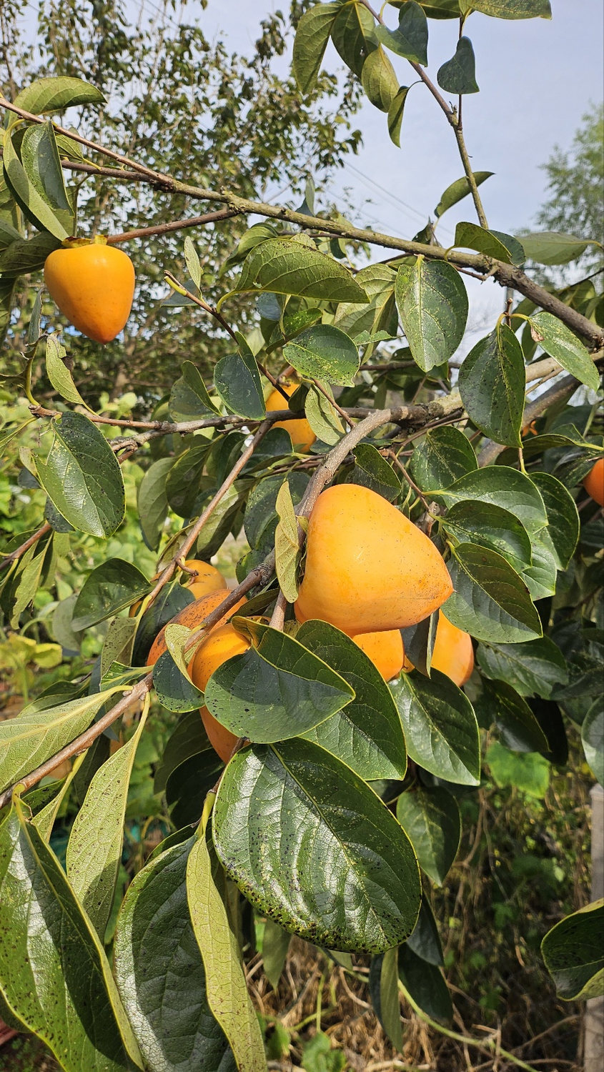 Persimmon tree with orange fruit