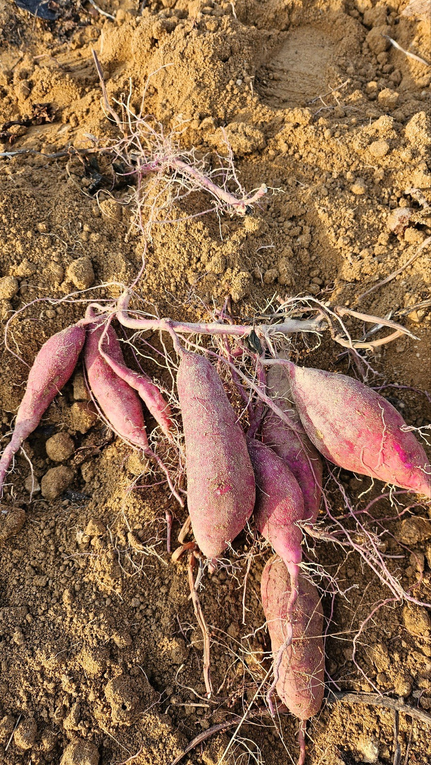 Fresh pinkish sweet potatoes attached to the vine