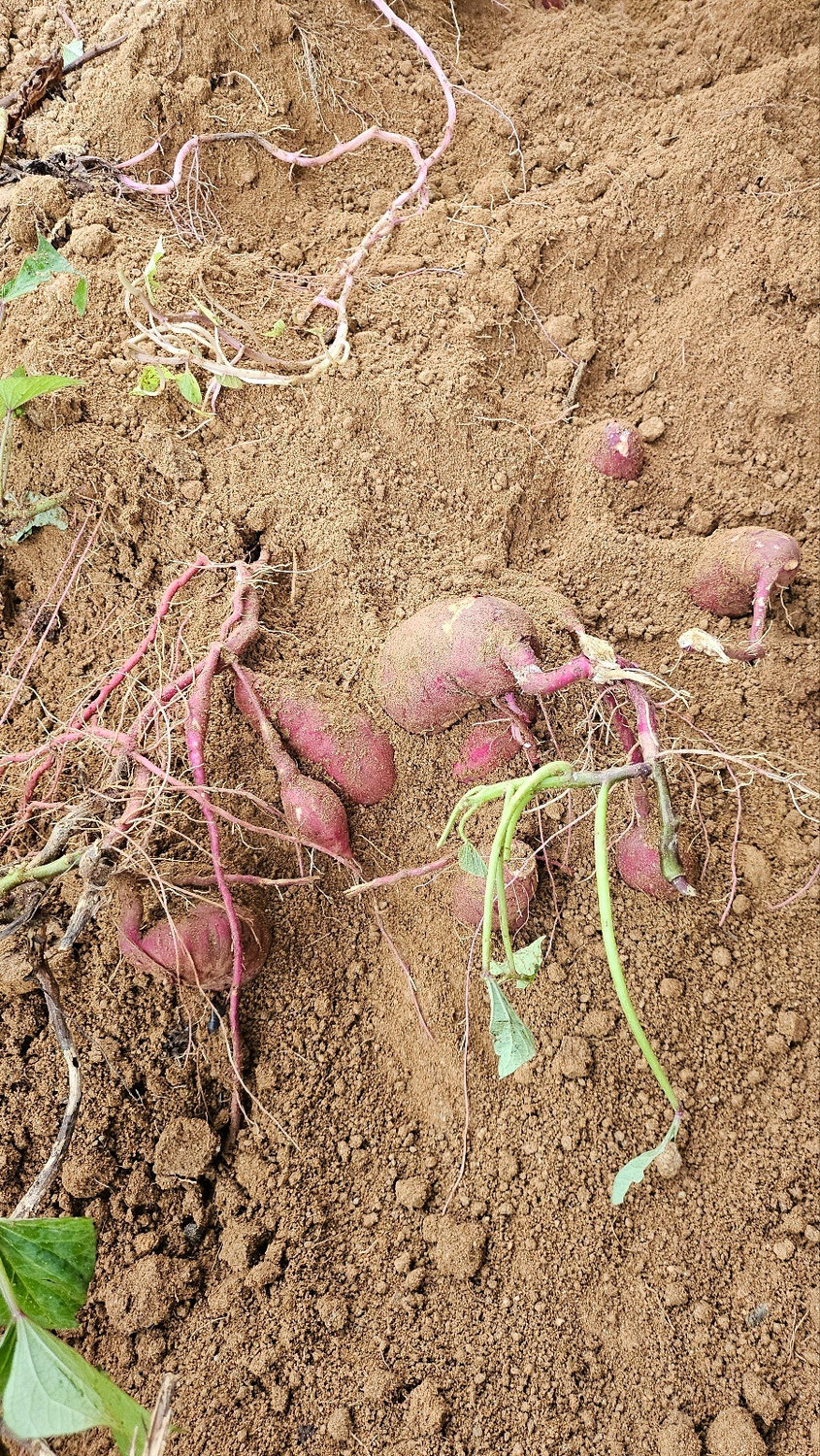 Freshly dug sweet potatoes resting on the soil