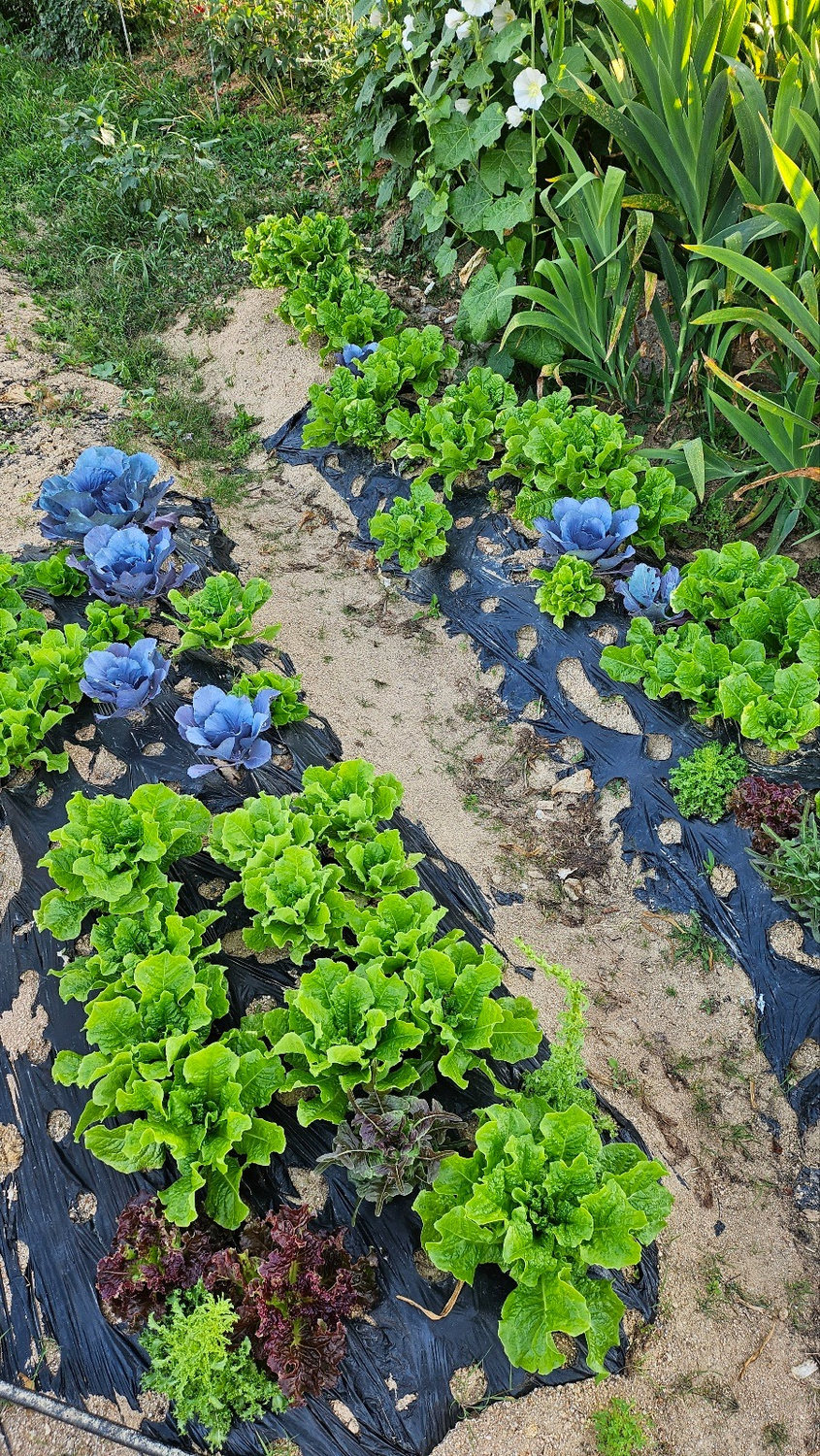 Lettuce and purple vegetables growing in the farm field