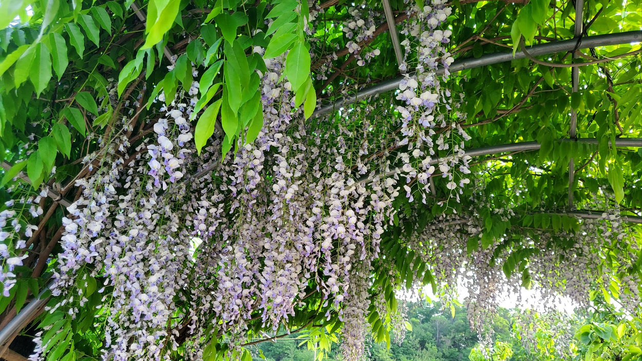 Hanging wisteria blossoms in the farm garden